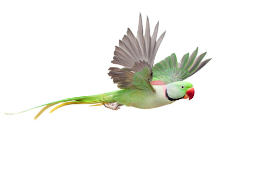 Parakeet